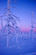 Dusk on winter day in the forest on Shaman Mountain near Verkhoyansk. Yakutia, Siberia, Russia, 1999.