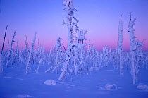 Dusk on winter day in the forest on Shaman Mountain near Verkhoyansk. Yakutia, Siberia, Russia, 1999