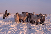 Yakut herder attending to his Horses (Equus caballus) in winter time near Verkhoyansk. Yakutia, Siberia, Russia, 1999.