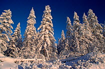 Snow covered taiga in winter sunshine. Verkhoyansk, Yakutia, Siberia, Russia, 1999.