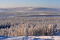 Taiga in winter sunshine near Verkhoyansk. Yakutia, Siberia, Russia, 1999.