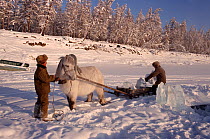 Horse (Equus caballus) and sleigh being used to collect river ice at herders' camp. Korban, Yakutia, Siberia, Russia, 1999.