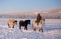 Yakut herder riding Horse (Equus caballus) in winter at Korban. Verkhoyansk, Yakutia, Siberia, Russia, 1999.