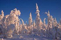 Snow covered Larch trees (Larix genus) in winter sunshine. Verkhoyansk, Yakutia, Siberia, Russia, 1999.