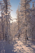 Taiga in winter sunshine near Verkhoyansk. Yakutia, Siberia, Russia, 1999.