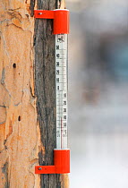 Thermometer on tree reading -36 degrees celsius during winter in Yakutia. Eastern Siberia, Russia, 2001.