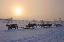 Khanty woman travelling on sled pulled by Reindeer / Caribou (Rangifer tarandus) at sunset near Numto. Khanty Mansisyk, Siberia, Russia, 2000.