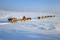 Khanty and Nenets herders travelling by sled pulled by Reindeer / Caribou (Rangifer tarandus). Khanty Mansisyk, Siberia, Russia, 2000.