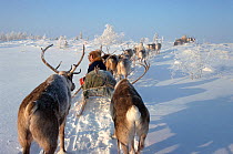 Forest Nenets girl travelling on sled pulled by Reindeer / Caribou (Rangifer tarandus) in Khanty Mansiysk, Russia, 2000.