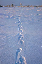 Wolverine (Gulo gulo) tracks in snow on tundra near Numto. Khanty Mansiysk, Western Siberia, Russia.