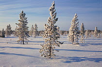 Snow covered Spruce trees (Picea) in forest tundra near Numto. Khanty Mansiysk, Western Siberia, Russia, 2000.