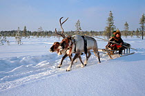 Forest Nenet women travelling by Reindeer / Caribou (Rangifer tarandus) sled near Numto. Khanty Mansiysk, Western Siberia, Russia, 2000.