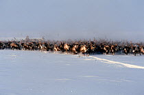 Herd of Reindeer / Caribou (Rangifer tarandus) on the move in Khanty Mansiysk, Western Siberia, Russia.