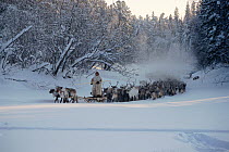 Reindeer / Caribou (Rangifer tarandus) herd travelling on frozen Layvaya Hetta River in Khanty Mansiysk, Western Siberia, Russia, 2000