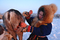Forest Nenets girl stitching up wounded Reindeer / Caribou (Rangifer tarandus) that has been bitten by dog. Khanty-Mansiysk, Western Siberia, Russia, 2000.