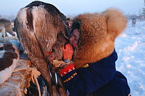 Nenets girl blowing on wounded Reindeer / Caribou(Rangifer tarandus) to warm its skin before stitching it. Khanty-Mansiysk, Russia, 2000.