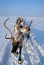 Herd of 1000 Reindeer / Caribou (Rangifer tarandus) being driven across the tundra in Khanty Mansiysk, Western Siberia, Russia.