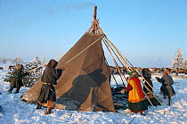 Khanty and Forest Nenet Reindeer / Caribou herders constructing their 'Chum' (tent). Khanty Mansiysk, Western Siberia, Russia, 2000.