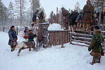 Khanty and Forest Nenet Reindeer / Caribou herders working at a corral. Khanty Mansiysk, Western Siberia, Russia, 2000.
