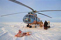 Reindeer / Caribou (Rangifer tarandus) carcasses being loaded into an MI-8 helicopter at Tanama. Gydan Peninsula, Western Siberia, Russia, 2000.