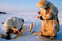 Tundra Nenets herders checking fishing net set under ice on a lake. Gydan Peninsula, Western Siberia, Russia, 2000.