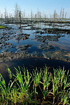 Oil spill from leaking pipes polluting lake near Niznevartovsk. Khanty Mansiysk, Western Siberia, Russia, 2000.