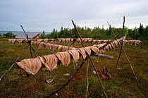 Fish drying on a rack at fishing camp on the estuary of the River Ob. Yamal, Western Siberia, Russia, 2000.