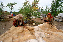 Nenets women sewing Reindeer / Caribou skin tent at summer camp in the Yamal. Western Siberia, Russia, 2000.