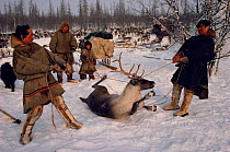 Nenets herders slaughtering Reindeer / Caribou (Rangifer tarandus) for food. Yamal, Siberia, Russia, 1993.