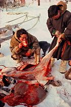 Nenet herders drinking blood after killing Reindeer / Caribou (Rangifer tarandus) for food. Yamal, Siberia, Russia, 1993.