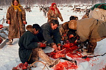 Nenets herders gathering round to eat from the carcass of a Reindeer / Caribou (Rangifer tarandus) they have killed for food. Yamal, Siberia, Russia, 1993.