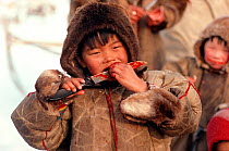 Nenets boy eating raw Reindeer / Caribou meat with a sharp knife. Yamal, Siberia, Russia, 1993.
