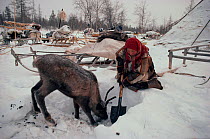 Nenets woman digging away snow so that Reindeer / Caribou (Rangifer tarandus) calf can reach lichens to eat. Yamal, Siberia, Russia, 1993.