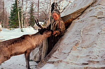 Elderly Nenets woman feeding bread to a tame Reindeer / Caribou (Rangifer tarandus) at entrance to her tent. Yamal, Siberia, Russia, 1993.