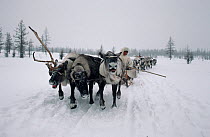 Nenets man driving Reindeer / Caribou (Rangifer tarandus) sled during Spring migration. Yamal, Western Siberia, Russia, 1993.