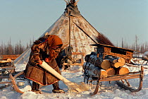 Nenets woman scraping log for shavings used for toilet paper and nappies / diapers. Yamal, Siberia, Russia, 1993.