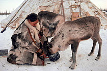 Nenets woman feeding boiled fish to young, weak Reindeer / Caribou (Rangifer tarandus). Yamal, Siberia, Russia, 1993.