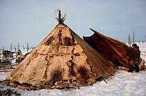 Nenets herders putting on the outermost layer of their Reindeer / Caribou skin tent. Yamal, Siberia, Russia, 1993.