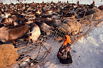 Nenets girl helping to herd Reindeer / Caribou (Rangifer tarandus) at a corral. Yamal, Siberia, Russia, 1993.