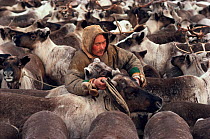 Nenets herder selecting draught Reindeer / Caribou (Rangifer tarandus) from a corral. Yamal, Siberia, Russia, 1993.