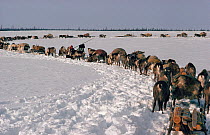 Trains of Nenets Reindeer / Caribou (Rangifer tarandus) on the tundra during spring migration. Yamal, Siberia, Russia, 1993.
