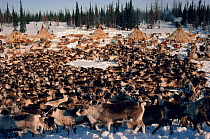 Draught Reindeer / Caribou (Rangifer tarandus) at Nenets herders' winter camp. Yamal, Siberia, Russia, 1993.