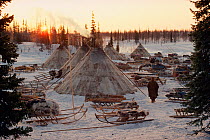 Sun rises behind Reindeer / Caribou skin tents at a Nenets herders' winter camp. Yamal, Siberia, Russia, 1993.- 40 BELOW BOOK