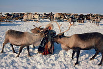 Nenets girl feeding bread to Reindeer / Caribou (Rangifer tarandus) during migration. Yamal, Siberia, Russia, 1993.
