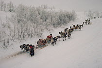 Nenets woman leading train of Reindeer / Caribou (Rangifer tarandus) sleds down icy banks of the River Ob. Yamal, Siberia, Russia, 1993