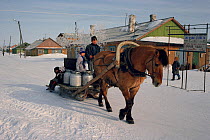 Horse (Equus caballus) drawing sleigh carrying supplies of milk. Yar-Sale, Yamal, Siberia, Russia, 1993.