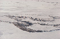 Aerial view of Nenets herders' camp and Reindeer / Caribou (Rangifer tarandus) herd in winter. Yamal, Siberia, Russia, 1993.