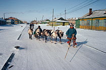 Nenets herder leading his Reindeer / Caribou (Rangifer tarandus) sled along the main street in the village of Yar-Sale, Yamal, Siberia, Russia, 1993.