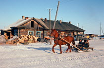 Sleigh drawn by Horse (Equus caballus) hauling supplies in winter. Yar-Sale, Yamal, Siberia, Russia, 1993.
