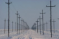 Electricity poles in the gas fields, which can obstruct Reindeer herds. Yamal Peninsula, Siberia, Russia, 1993.